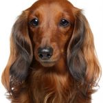 http://www.dreamstime.com/stock-images-brown-dachshund-puppy-white-background-image22034484